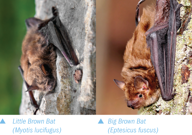 Little and Big Brown Bats