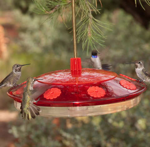 Many hummingbirds feed at once from a dish-style feeder