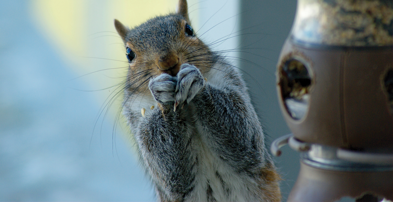 Shows a squirrel eating seed from a bird feeder