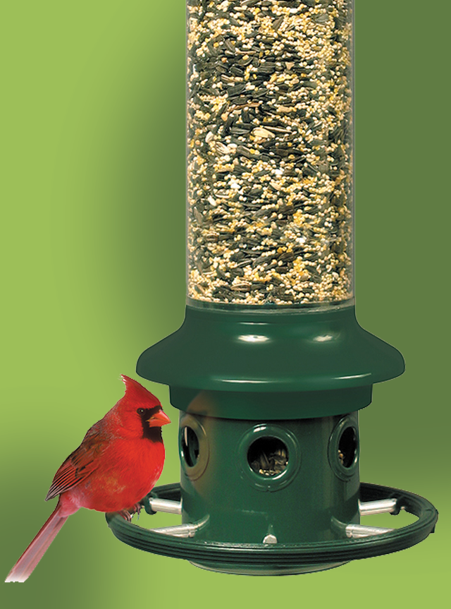A Northern Cardinal sits on the perch of a Squirrel Buster feeder
