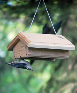 A nuthatch hanging upside down to access suet on an upside-down feeder
