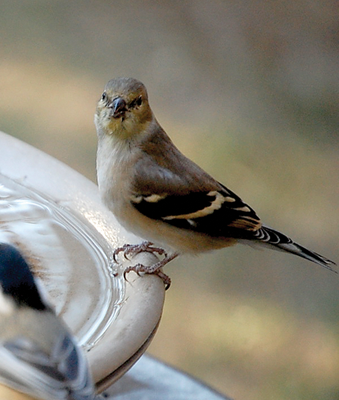 Goldfinch in winter plumage