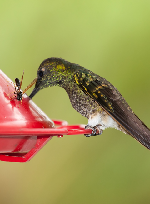 A bee lingers around the port of a nectar feeder while a hummingbird feeds