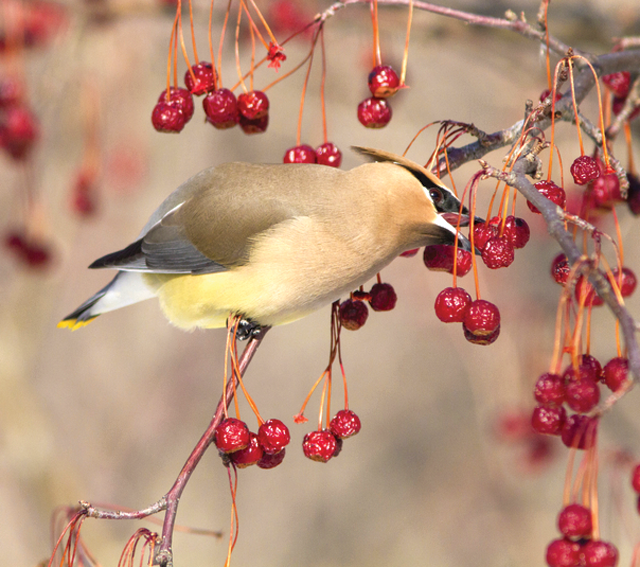 Shows a cedar waxwing eating a berry
