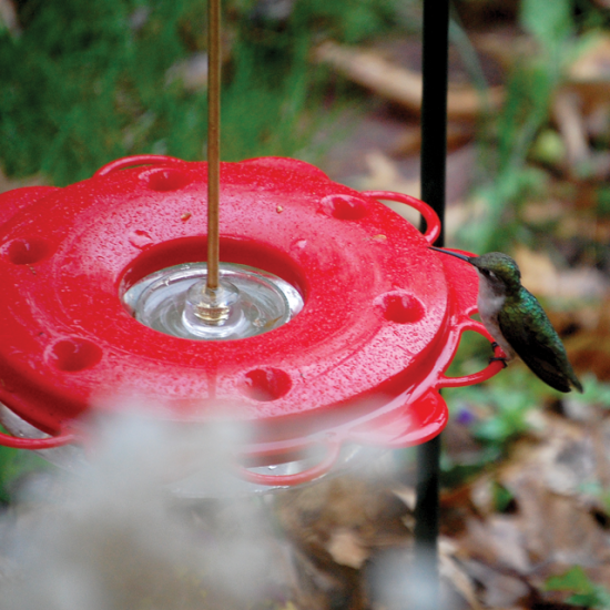 Dish reservoir-style hummingbird feeder