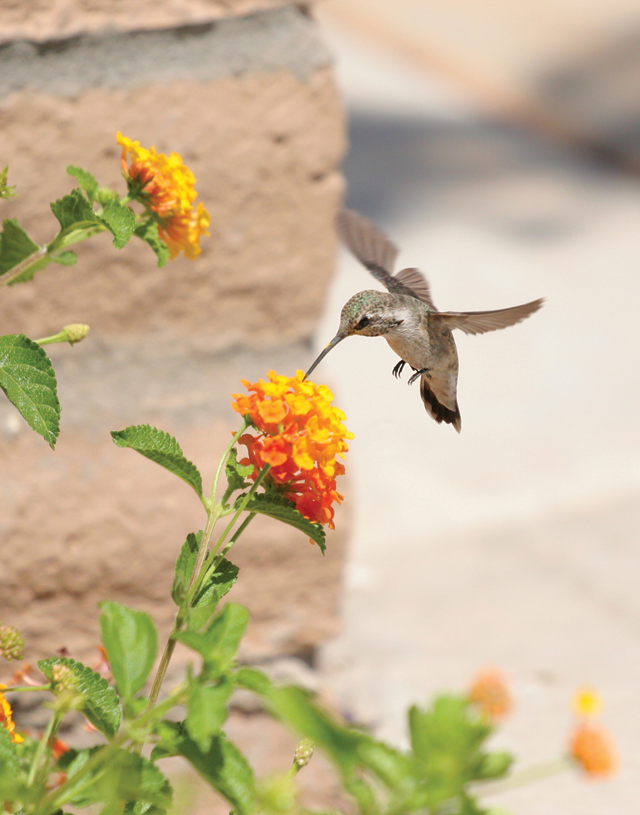 shows a hummingbird getting nectar from a native plant