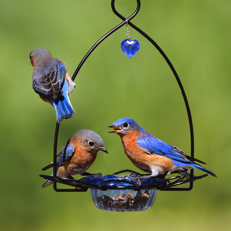 Three bluebirds on a mealworm dish feeder