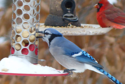 A blue jay on a peanut feeder and a cardinal on a safflower feeder