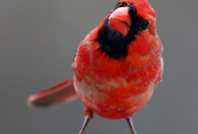 a cardinal tilts his head as if wondering