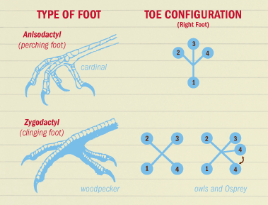 Diagram of clinging feet and perching feet