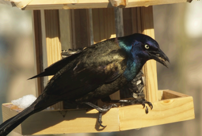 A large grackle on a small wood bird feeder