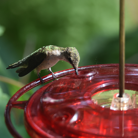 A hummingbird on a dish type nectar feeder