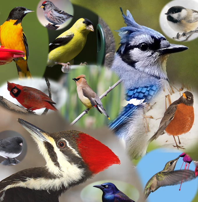 A collage of birds found in Minnesota