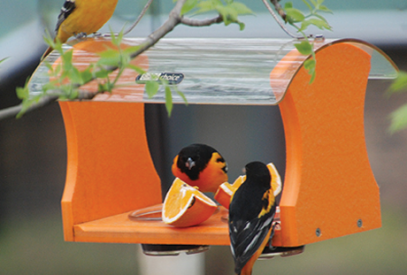 three orioles on a jelly feeder with orange slices