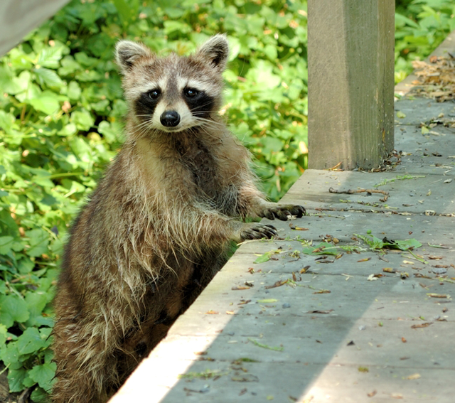 A raccoon with two paws on a deck