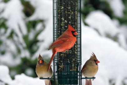 Cardinals on a squirrel buster bird feeder