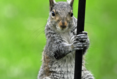 Squirrel on a pole