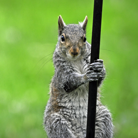 Squirrel on a pole