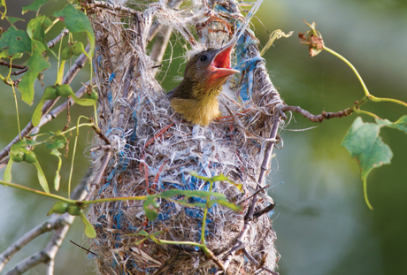Oriole nestling in the nest