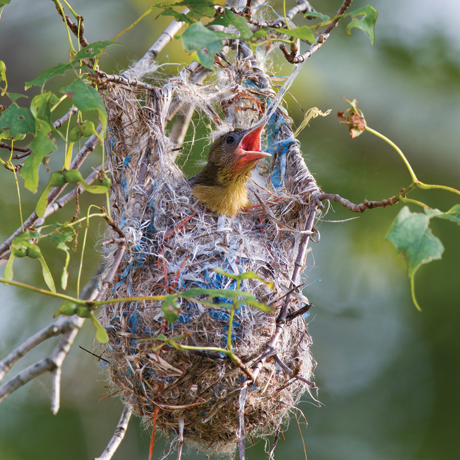 Oriole nestling in the nest