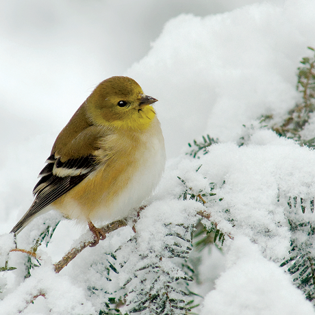 A goldfinch on a snowy pine branch