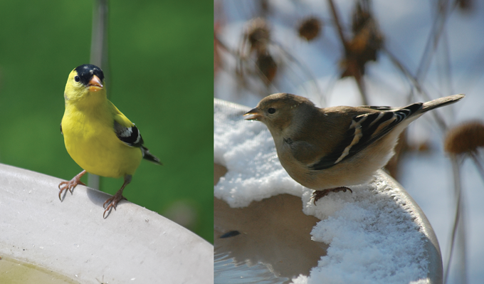 Goldfinch summer and winter plumage