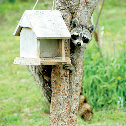 Raccoon on tree raiding feeder