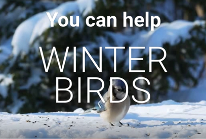 You can help winter birds