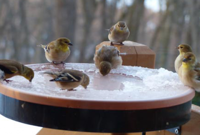 Winter goldfinches at heated birdbath