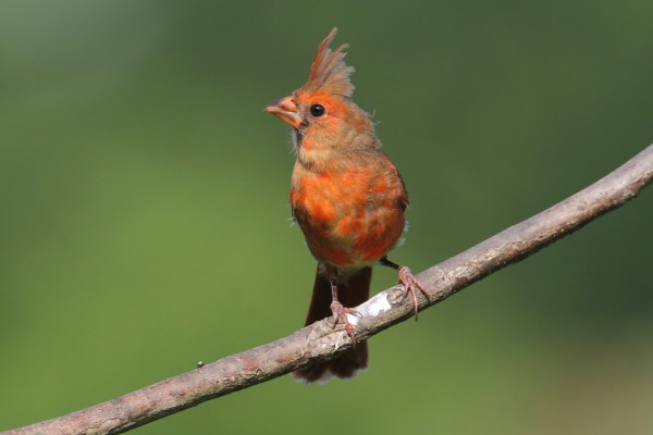 Juvenile Northern Cardinal (cardinalis cardinalis) on a branch with a colorful background