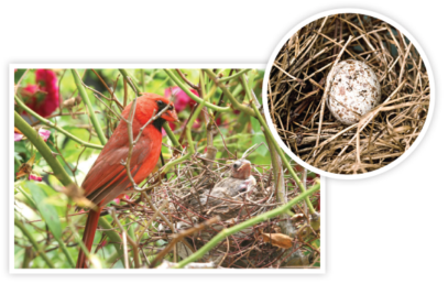 cardinal nest