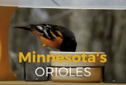 Minnesota's Orioles