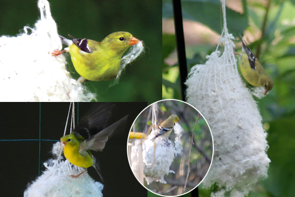Collage of goldfinches using Best Nest Builder