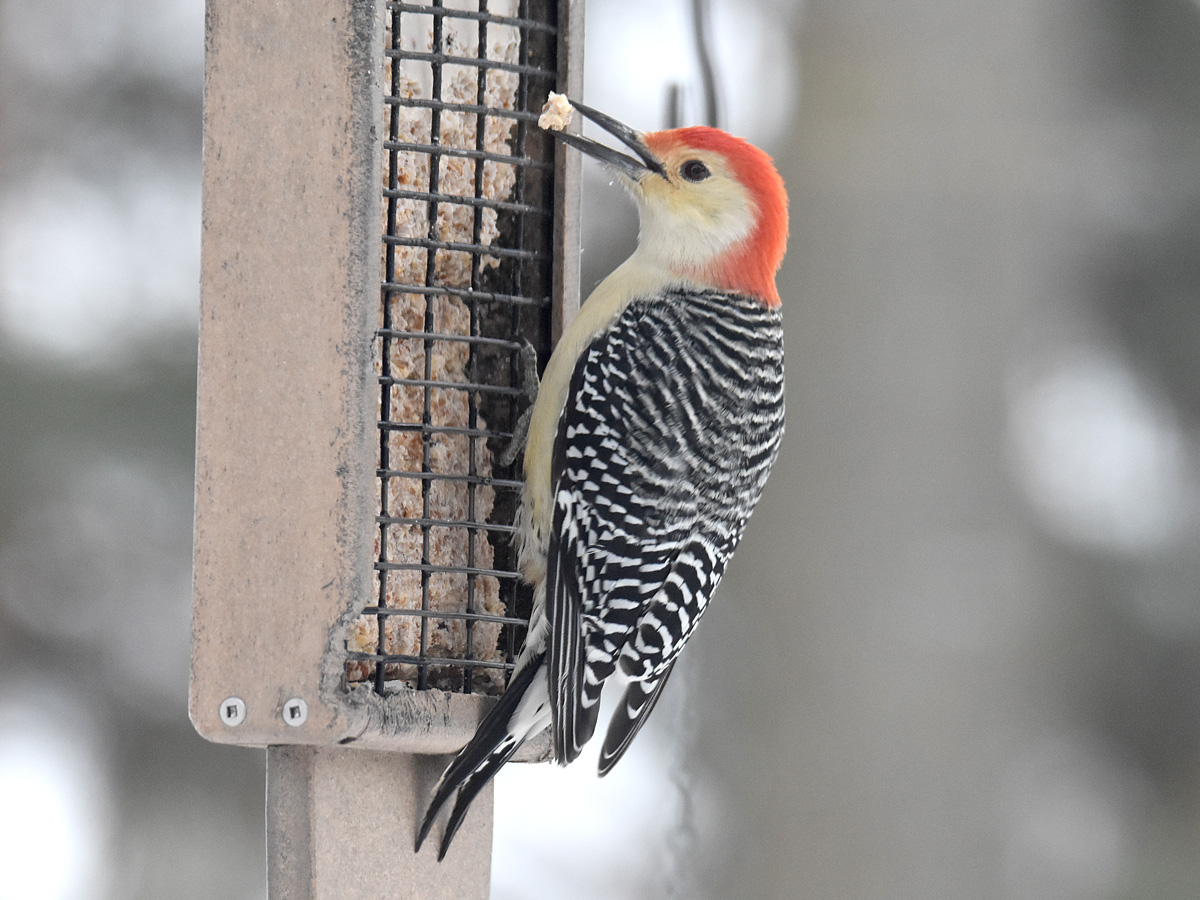 Five Common MN Woodpeckers All Seasons Wild Bird Store   Redbellied 