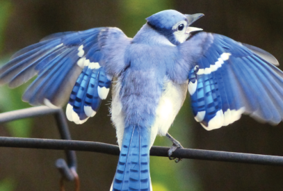 Blue Jay spreading its wings