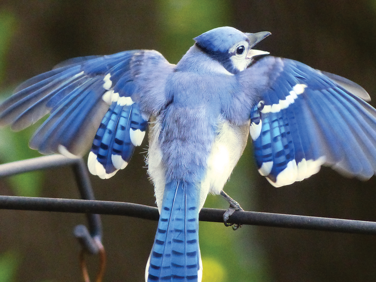 Blue Jay spreading its wings