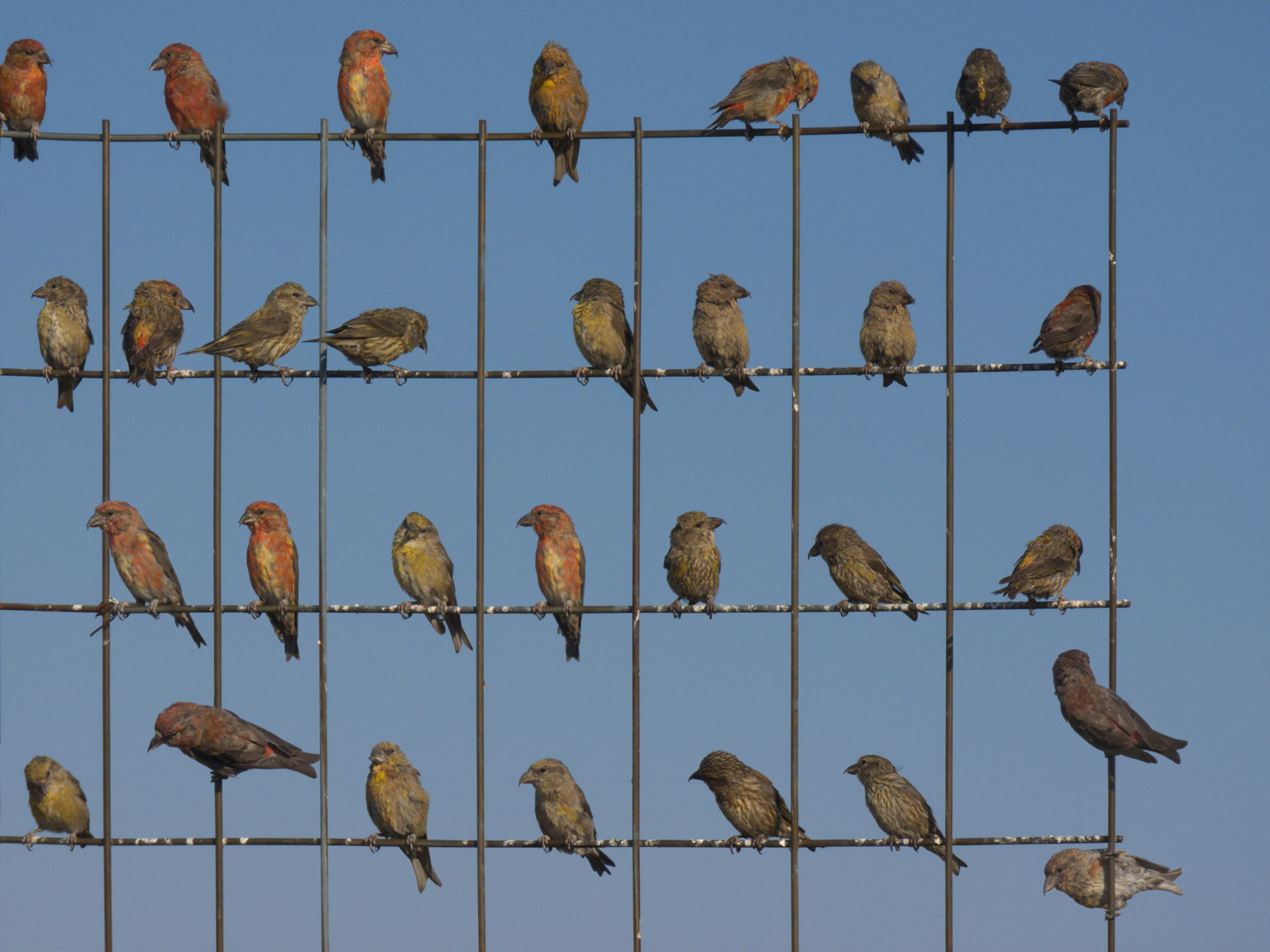 Specialty Flock Names All Seasons Wild Bird Store