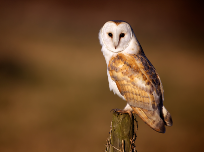 Minnesota's Owls - All Seasons Wild Bird Store