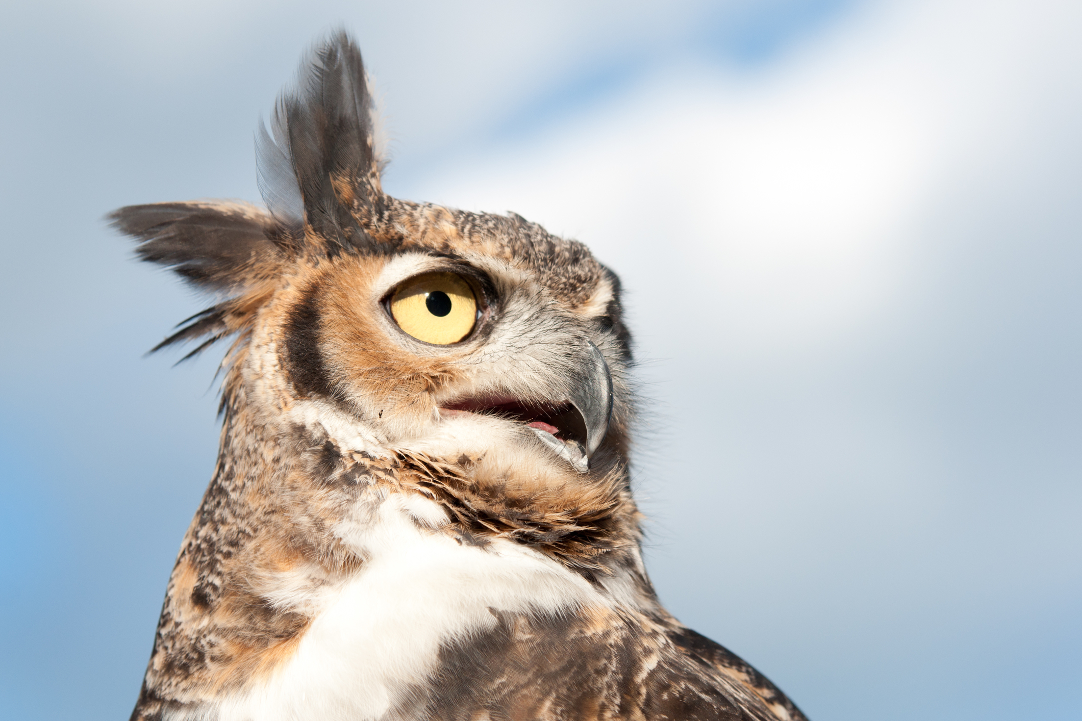 Great Horned Owl looking right