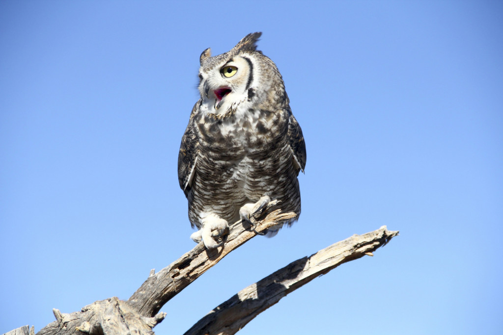 Where to find Minnesota's Owls All Seasons Wild Bird Store