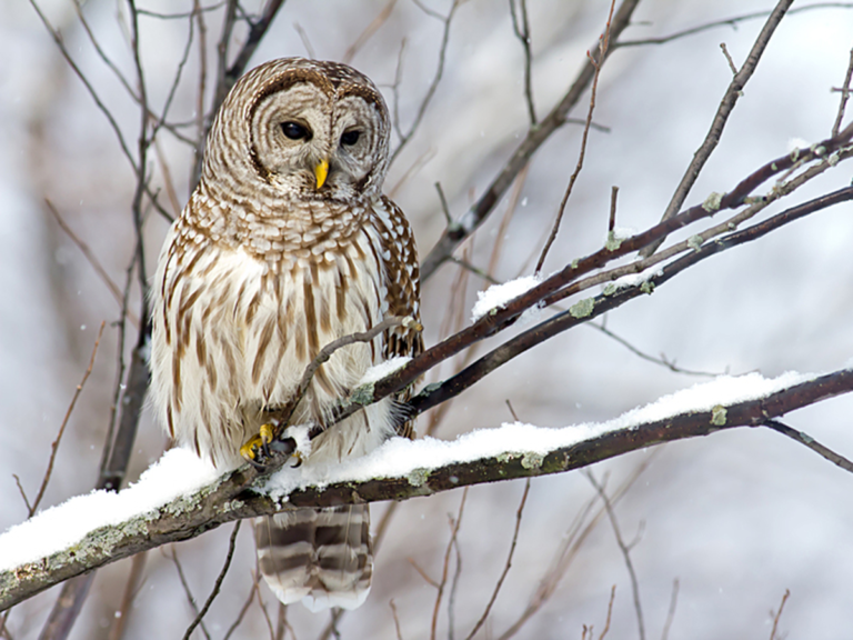 Minnesota's Owls - All Seasons Wild Bird Store