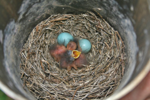 Bluebird nest boxes
