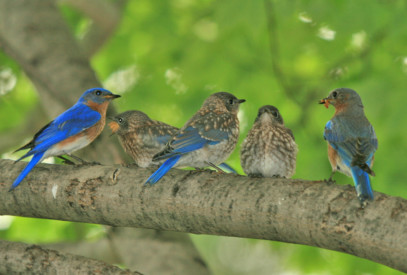 Adult bluebirds with fledglings