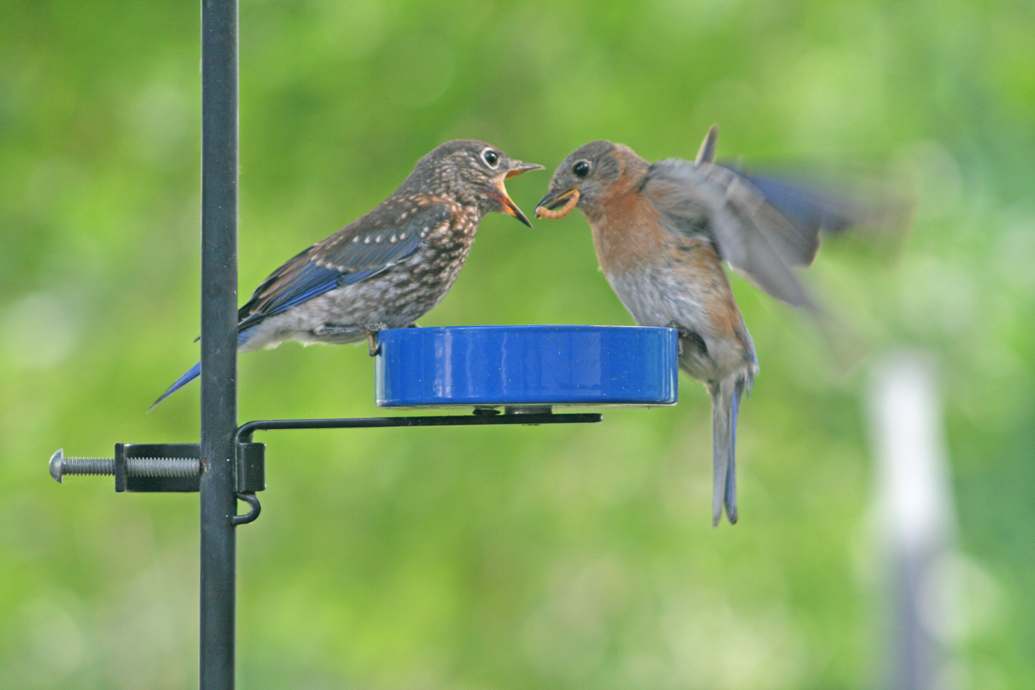Eastern Bluebird young and adult at feeder