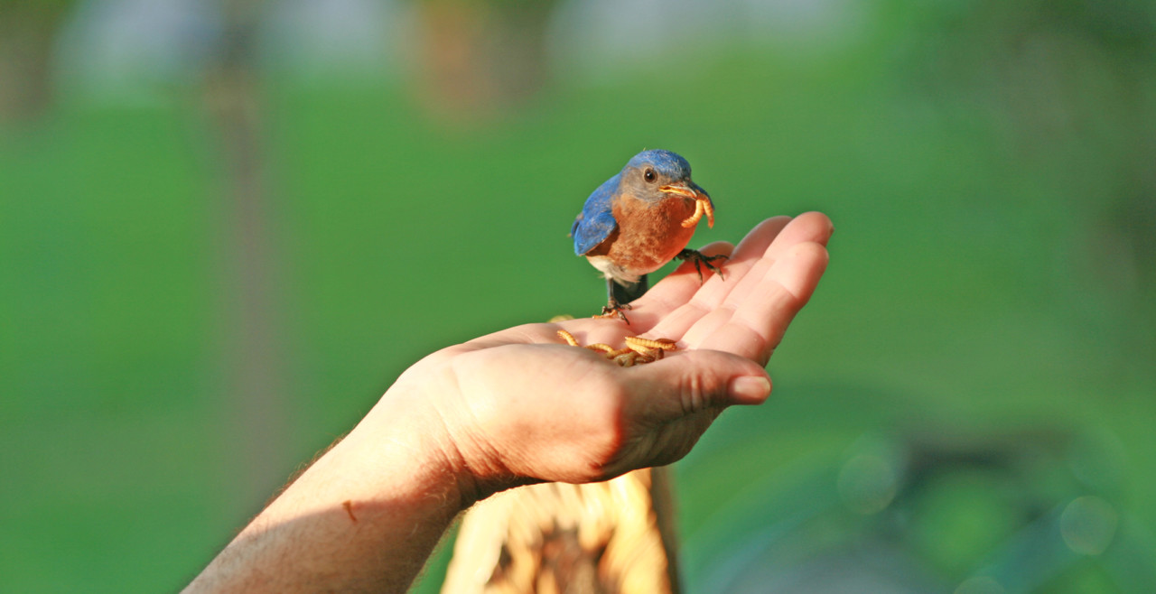 hand-feeding bluebird