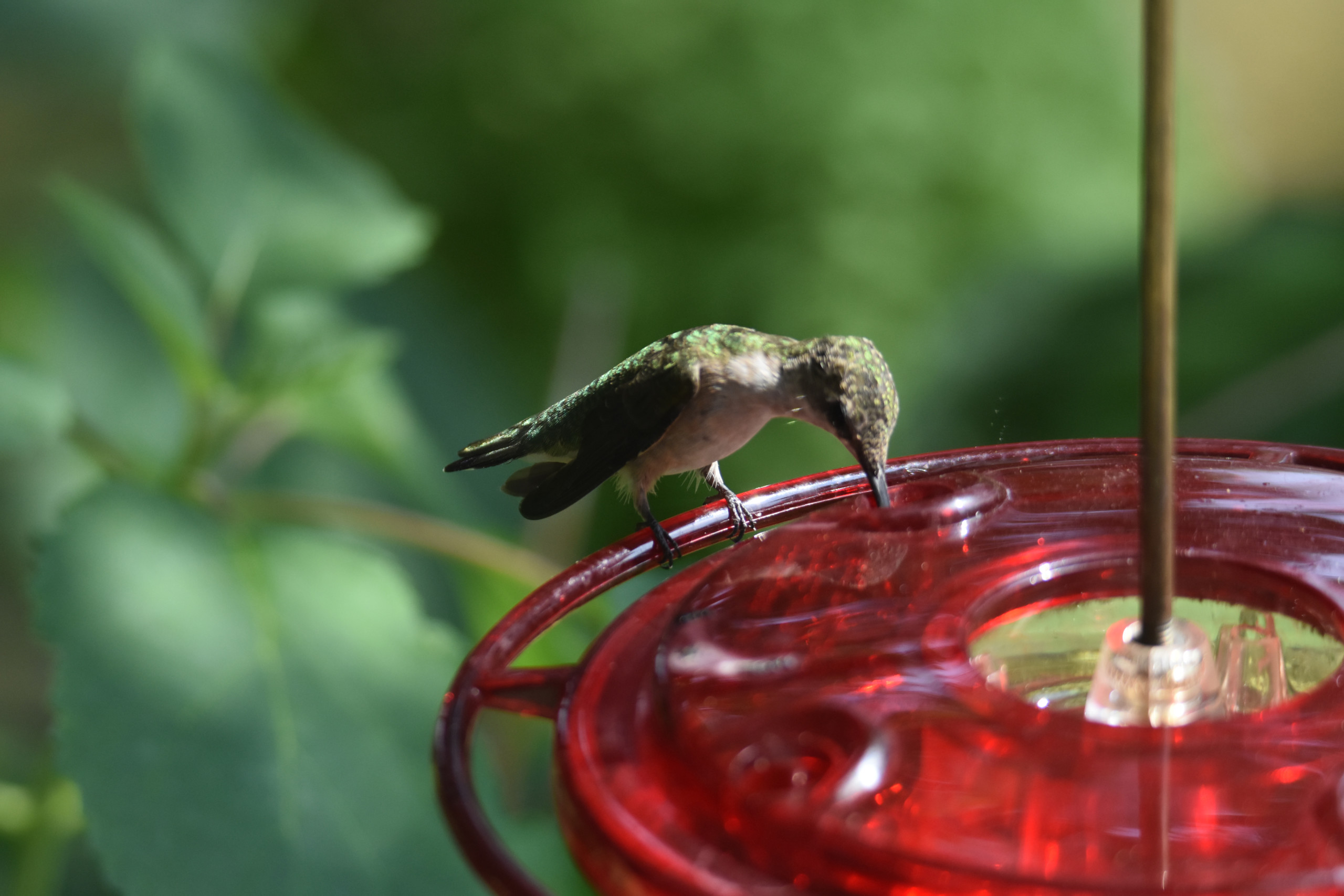 Hummingbird sipping nectar from a feeder
