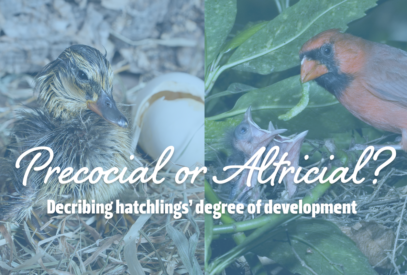 Precocial or altricial? Describing hatchlings' degree of development