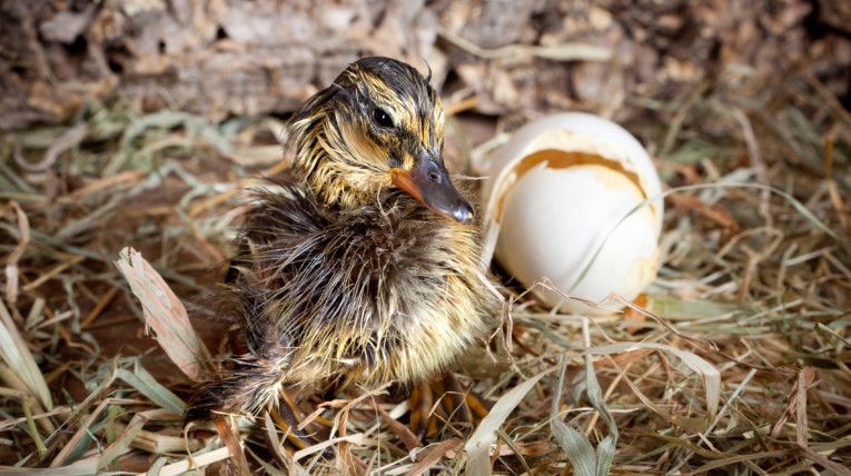 Newly hatched duckling