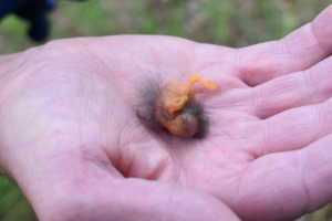 A tiny newly hatched bluebird in George's hand.