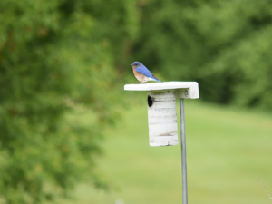 Bluebird parents fled as we approached, keeping watch nearby.